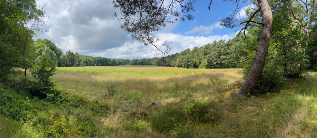 View of a field surrounded by forest