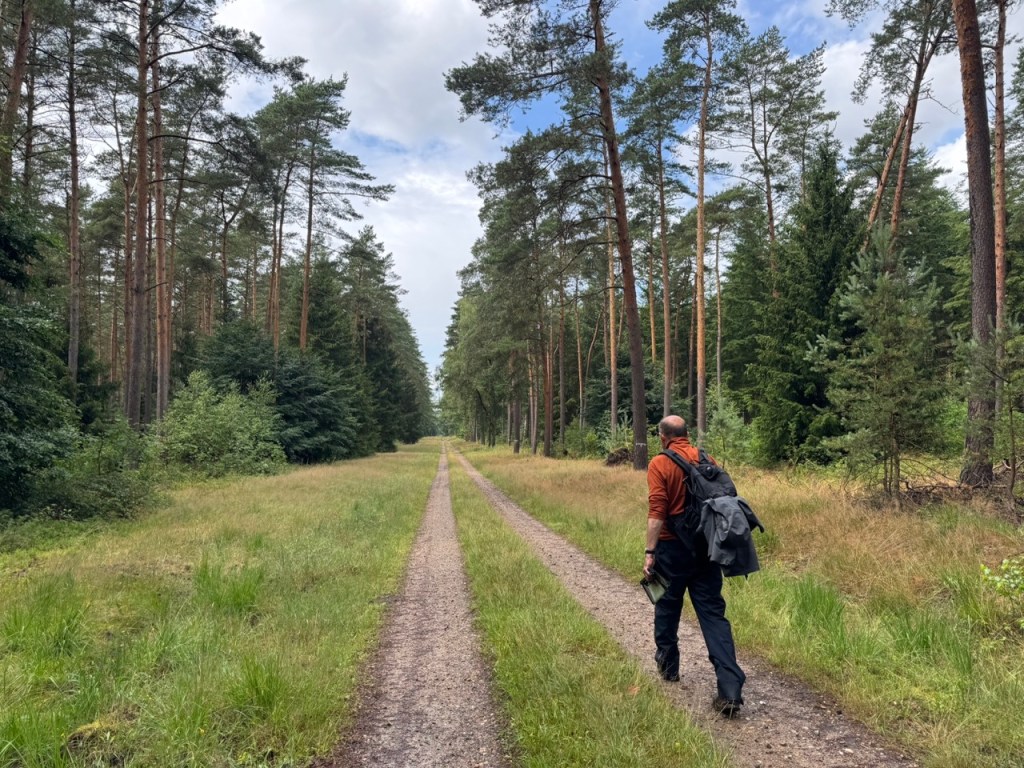 A man walking on a forest path