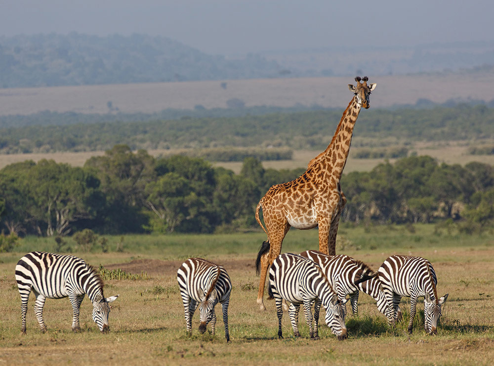 A giraffe and five zebras, the zebras grazing while the giraffe faces the camera