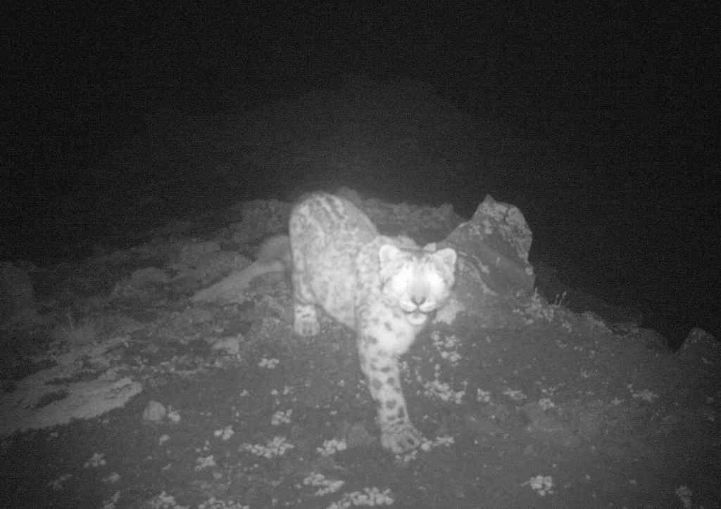 A snow leopard on a ridge caught by a camera trap in black and white