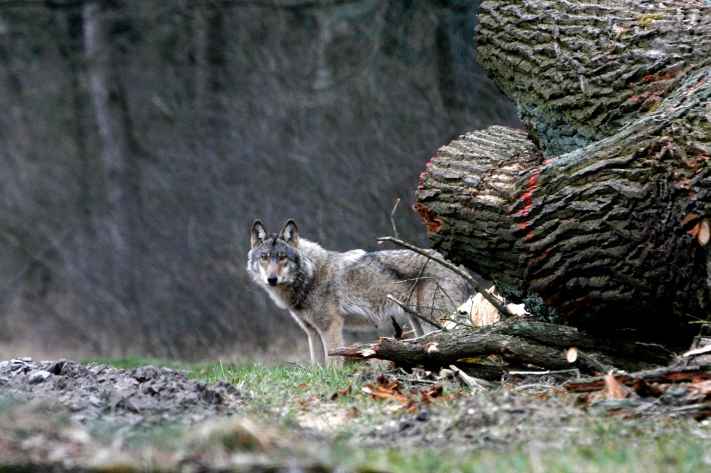 A wolf looking into the camera in the forest