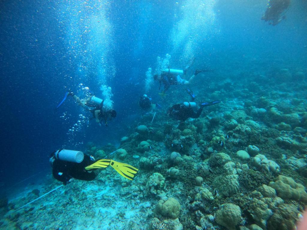 Five divers along a transect line over a reef