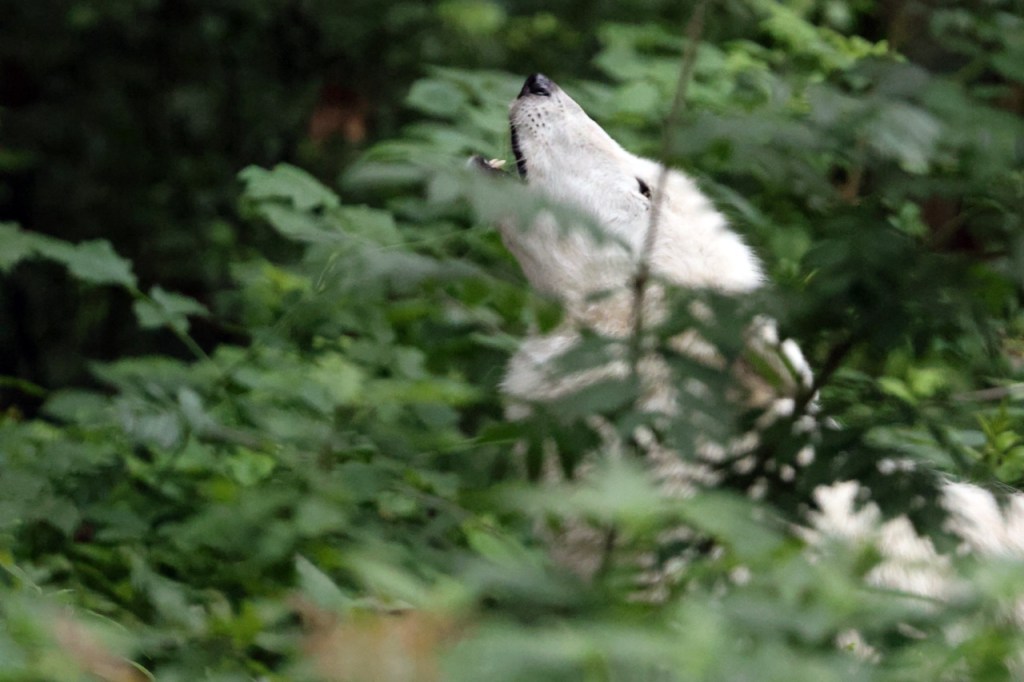 A white wolf howling in the woods in Germany