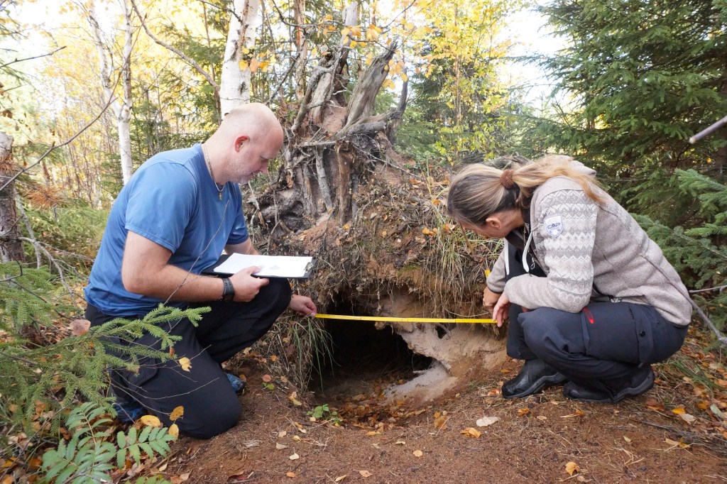 Two people measuring the entrance of a bear den