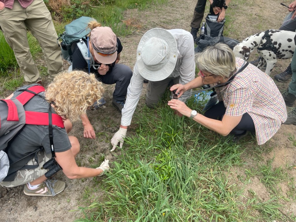 A group of people kneeling in a meadow, bent over a wolf scat.