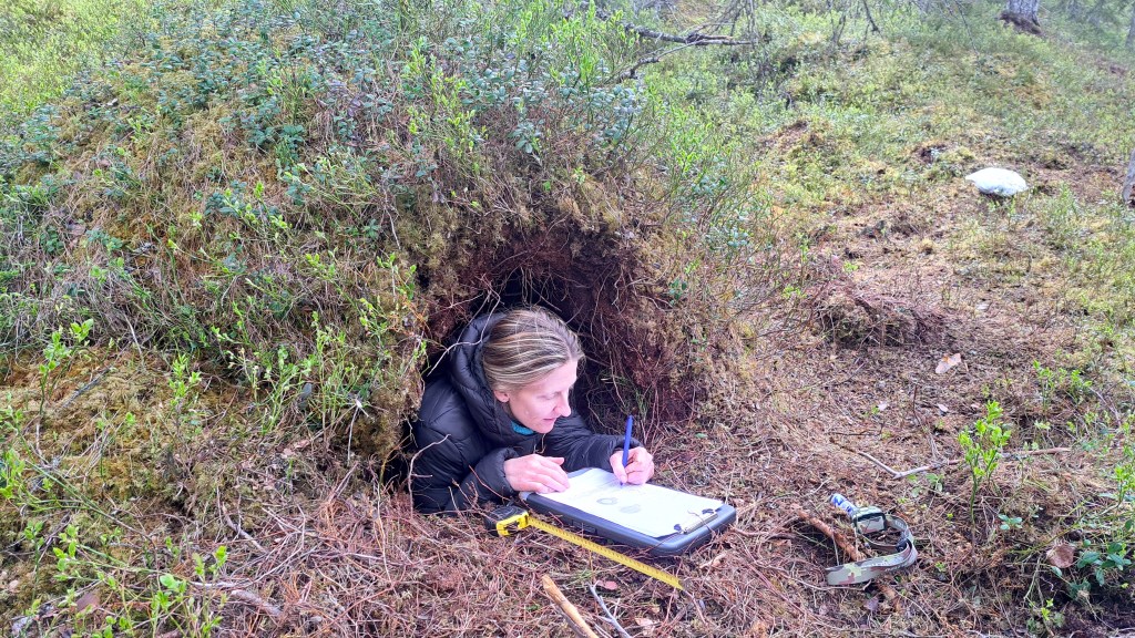 A person lying inside a bear den, writing things down on a clipboard